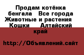 Продам котёнка бенгала - Все города Животные и растения » Кошки   . Алтайский край